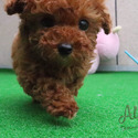 Teacup Poodle - Captain *Sales Promotion* - a Poodle puppy