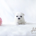 Teacup Maltese - Leo *Sales Promotion* - a Maltese puppy