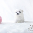 Teacup Maltese - Leo *Sales Promotion* - a Maltese puppy