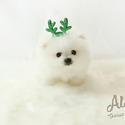 Teacup Pomeranian - Teddy *Sales Promotion* - a Pomeranian puppy