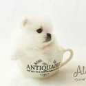 Teacup Pomeranian - Teddy *Sales Promotion* - a Pomeranian puppy