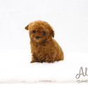 Teddy bear face Teacup Poodle - Captain - a Poodle puppy