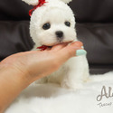 Teddy bear face Teacup Maltese - Leo - a Maltese puppy