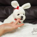 Teddy bear face Teacup Maltese - Leo - a Maltese puppy
