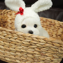 Teddy bear face Teacup Maltese - Leo - a Maltese puppy