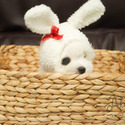 Teddy bear face Teacup Maltese - Leo - a Maltese puppy