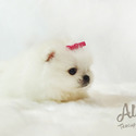 Teddy bear face Teacup Pomeranian - Teddy - a Pomeranian puppy