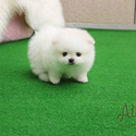 Teddy bear face Teacup Pomeranian - Teddy - a Pomeranian puppy