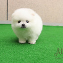 Micro Teacup Pomeranian for sale, Teddy - a Pomeranian puppy