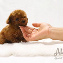 Micro Teacup Poodle for sale, Captain - a Poodle puppy