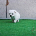 Mini Teacup Maltese for sale, Leo - a Maltese puppy