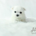 Teddy bear face Teacup Maltese Male - a Maltese puppy