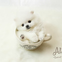 Teddy bear face Teacup Pomeranian Male - a Pomeranian puppy