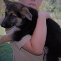 PETAL - a German Shepherd Dog puppy