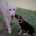 PETAL - a German Shepherd Dog puppy