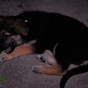PETAL - a German Shepherd Dog puppy