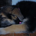 PETAL - a German Shepherd Dog puppy