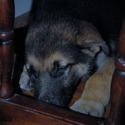 PETAL - a German Shepherd Dog puppy