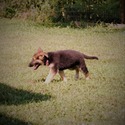 PETAL - a German Shepherd Dog puppy