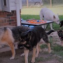 PETAL - a German Shepherd Dog puppy