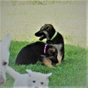 PETAL - a German Shepherd Dog puppy