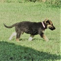 PETAL - a German Shepherd Dog puppy
