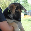 GINGER - a German Shepherd Dog puppy