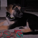 GINGER - a German Shepherd Dog puppy