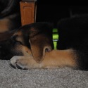 GINGER - a German Shepherd Dog puppy