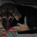 GINGER - a German Shepherd Dog puppy