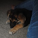 GINGER - a German Shepherd Dog puppy