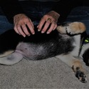 GINGER - a German Shepherd Dog puppy