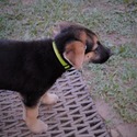 GINGER - a German Shepherd Dog puppy