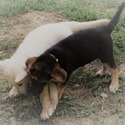 GINGER - a German Shepherd Dog puppy