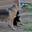 GINGER - a German Shepherd Dog puppy