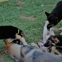 GINGER - a German Shepherd Dog puppy