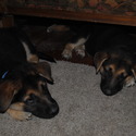 GINGER - a German Shepherd Dog puppy