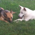 GINGER - a German Shepherd Dog puppy