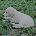 BLANCA - a German Shepherd Dog puppy
