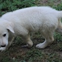 BLANCA - a German Shepherd Dog puppy