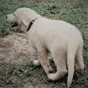 BLANCA - a German Shepherd Dog puppy