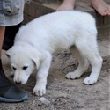 BLANCA - a German Shepherd Dog puppy