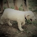 BLANCA - a German Shepherd Dog puppy