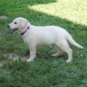 BLANCA - a German Shepherd Dog puppy