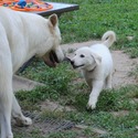BLANCA - a German Shepherd Dog puppy