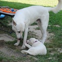 BLANCA - a German Shepherd Dog puppy
