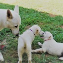 BLANCA - a German Shepherd Dog puppy