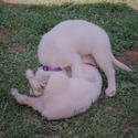 BLANCA - a German Shepherd Dog puppy