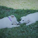 BLANCA - a German Shepherd Dog puppy