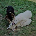 BLANCA - a German Shepherd Dog puppy